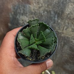 Alternative view of 119. Adromischus Poellnitzianus