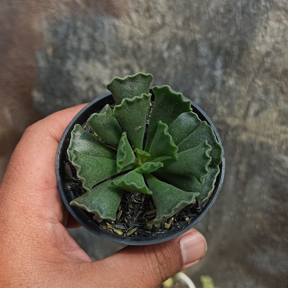 119. Adromischus Poellnitzianus - Image 2