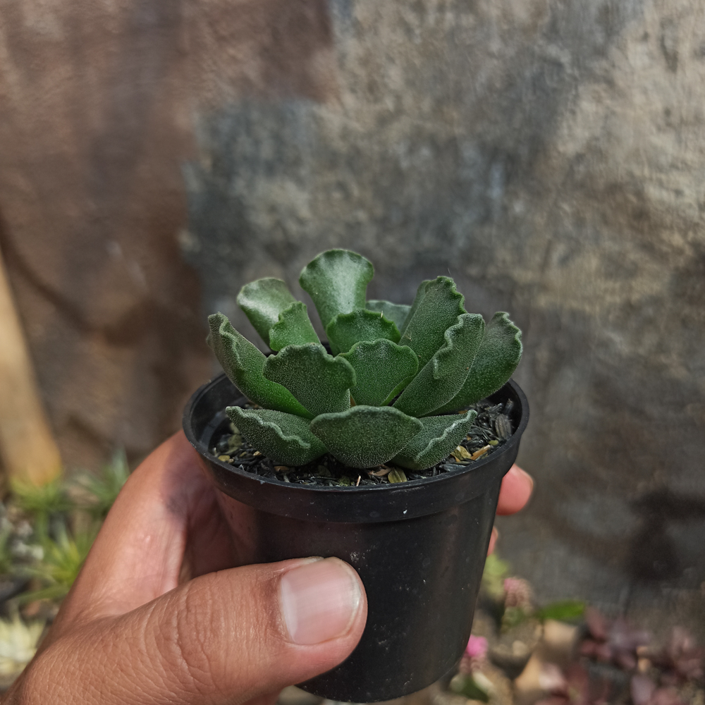 119. Adromischus Poellnitzianus - Image 4