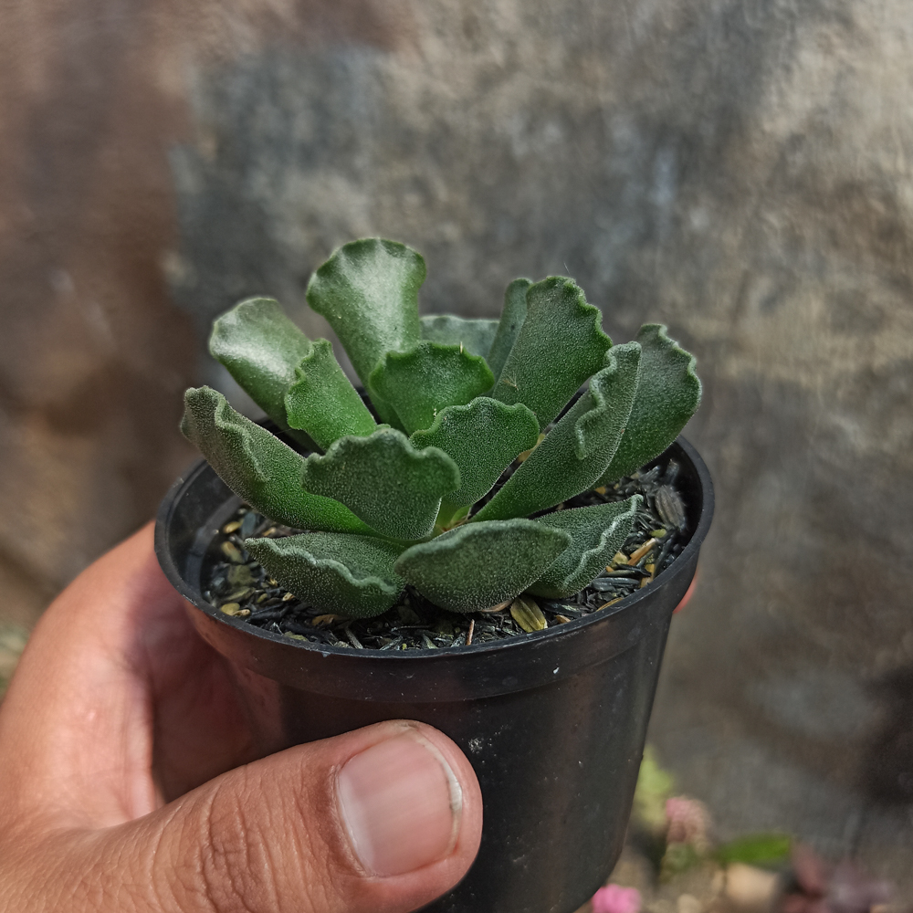 119. Adromischus Poellnitzianus - Image 6