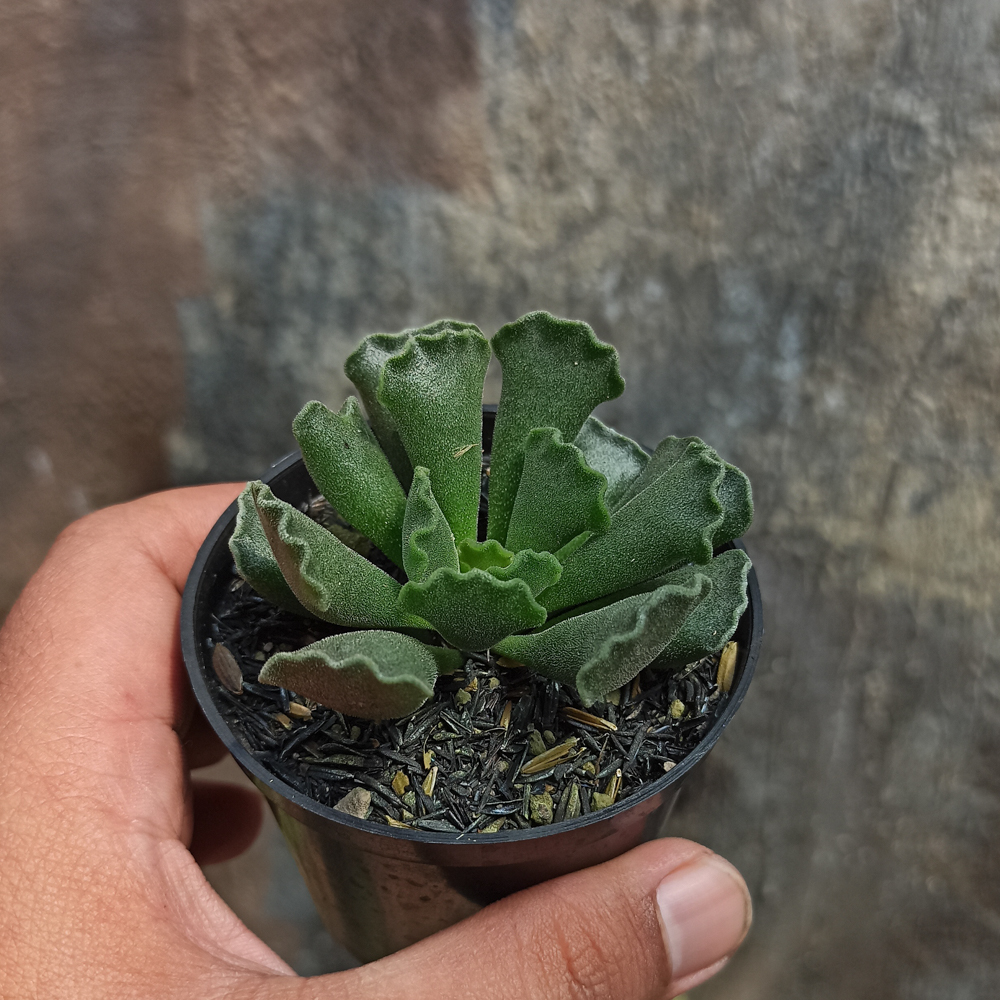 119. Adromischus Poellnitzianus - Image 3