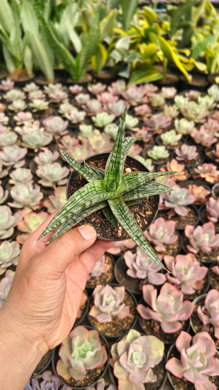 1192. Sansevieria Phenomenal - Image 2
