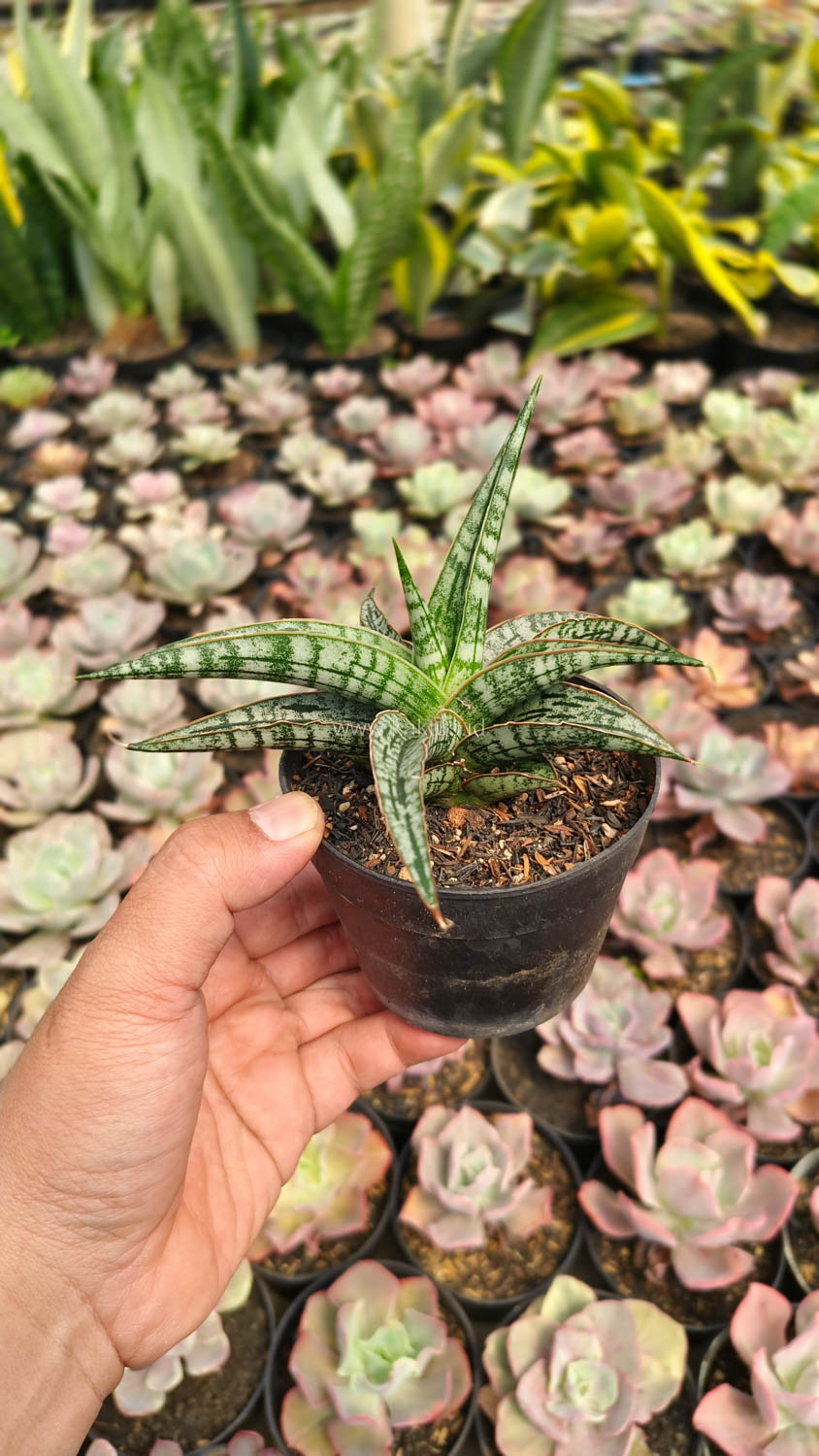 1192. Sansevieria Phenomenal - Image 10