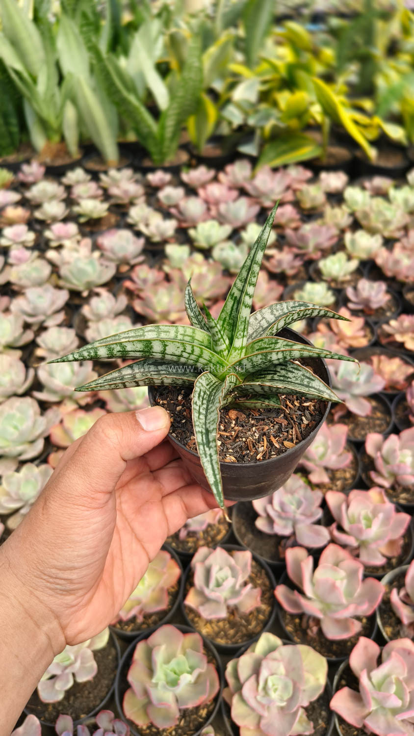1192. Sansevieria Phenomenal - Image 3