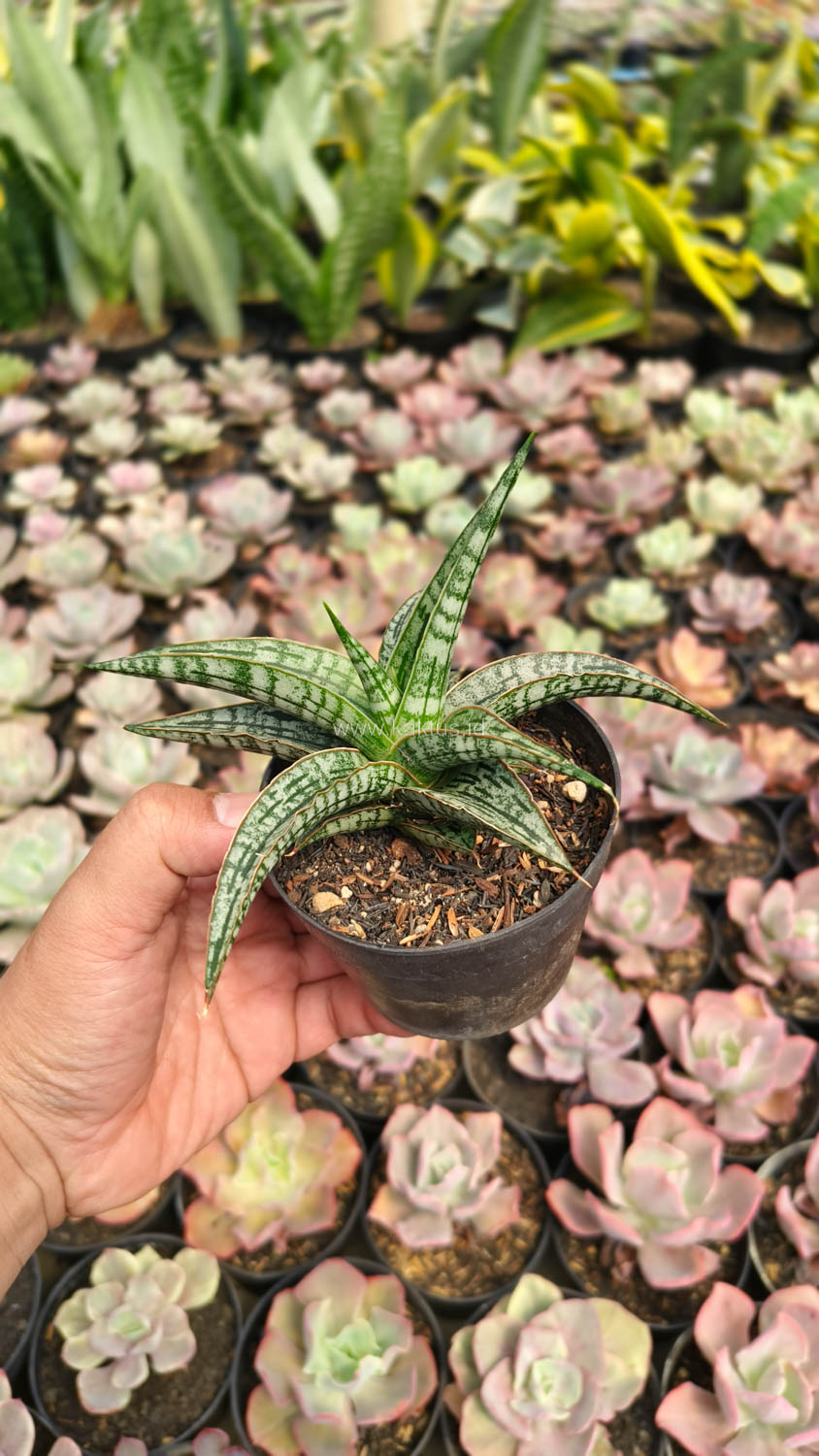1192. Sansevieria Phenomenal - Image 4