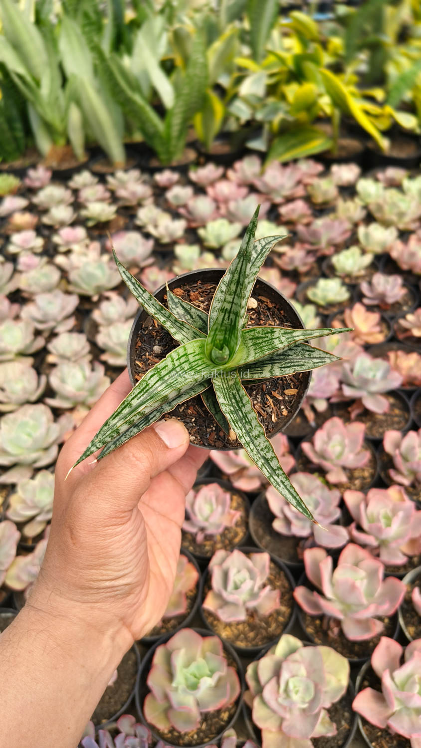 1192. Sansevieria Phenomenal - Image 5