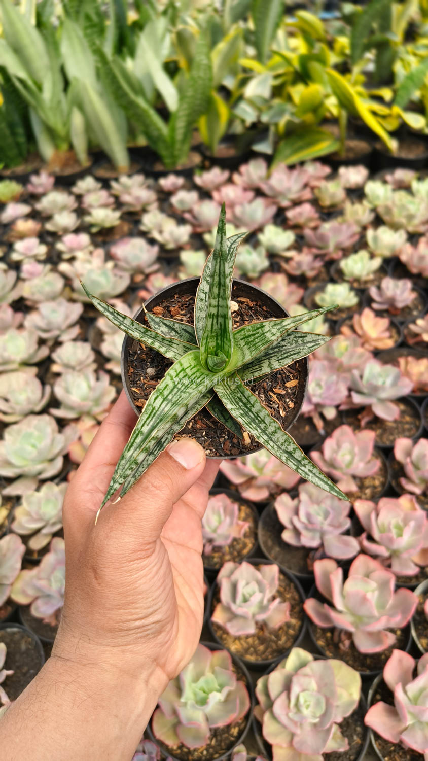 1192. Sansevieria Phenomenal - Image 6