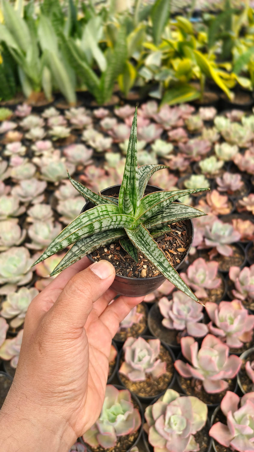 1192. Sansevieria Phenomenal - Image 7