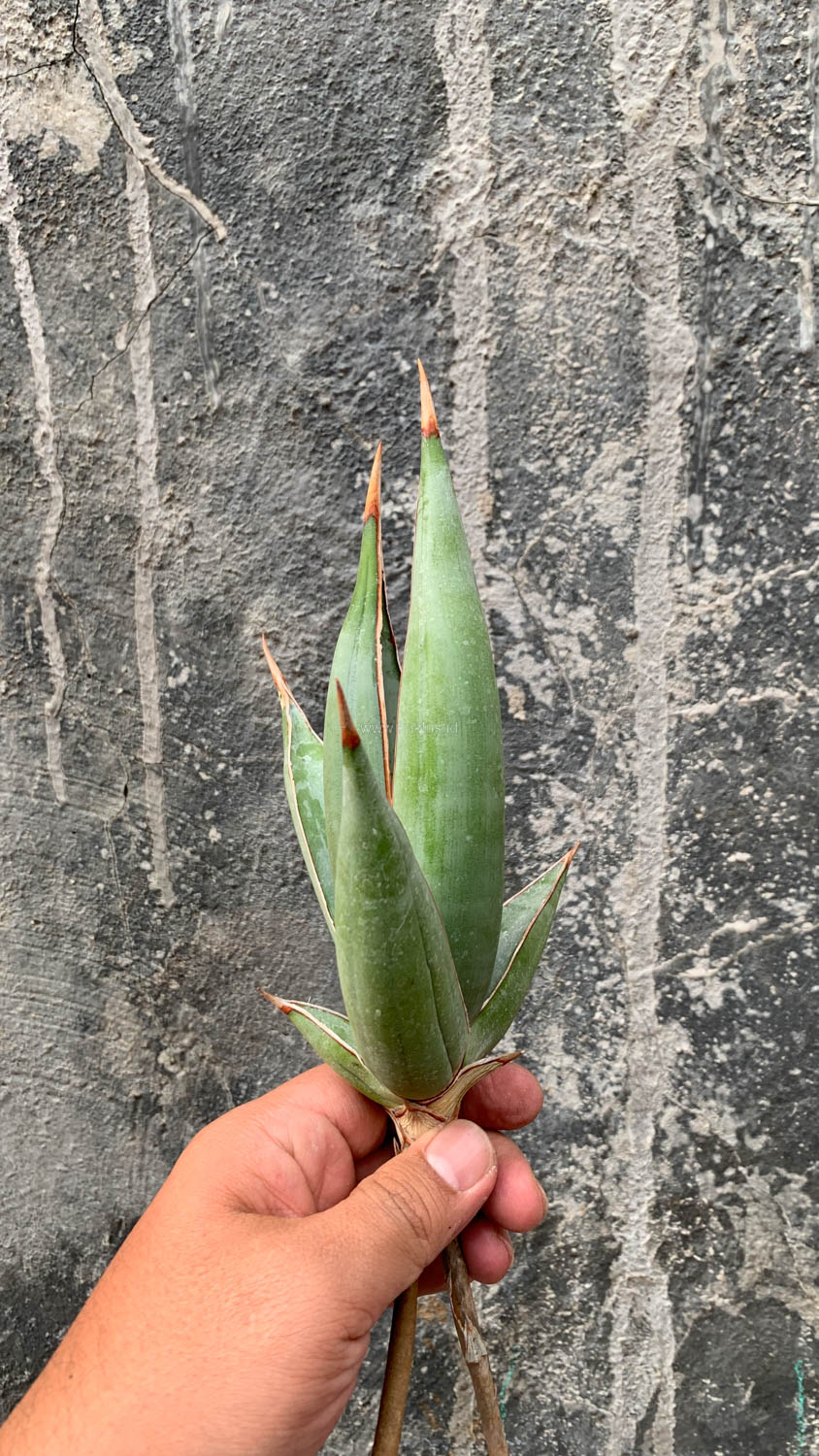 1193. Sansevieria Pinguicula Disticha - Image 11