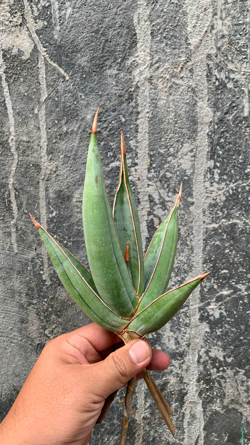1193. Sansevieria Pinguicula Disticha - Image 12