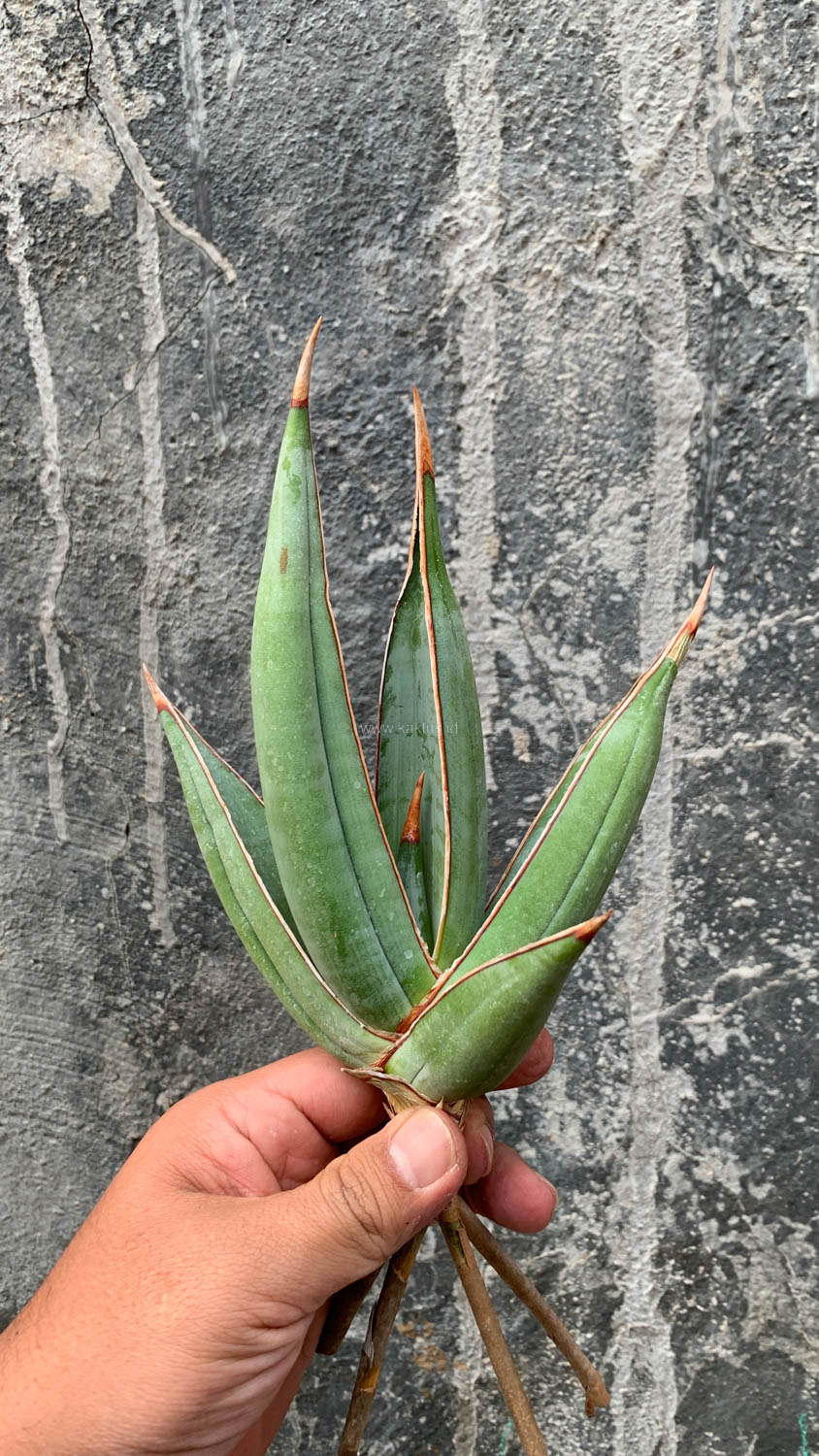1193. Sansevieria Pinguicula Disticha - Image 2