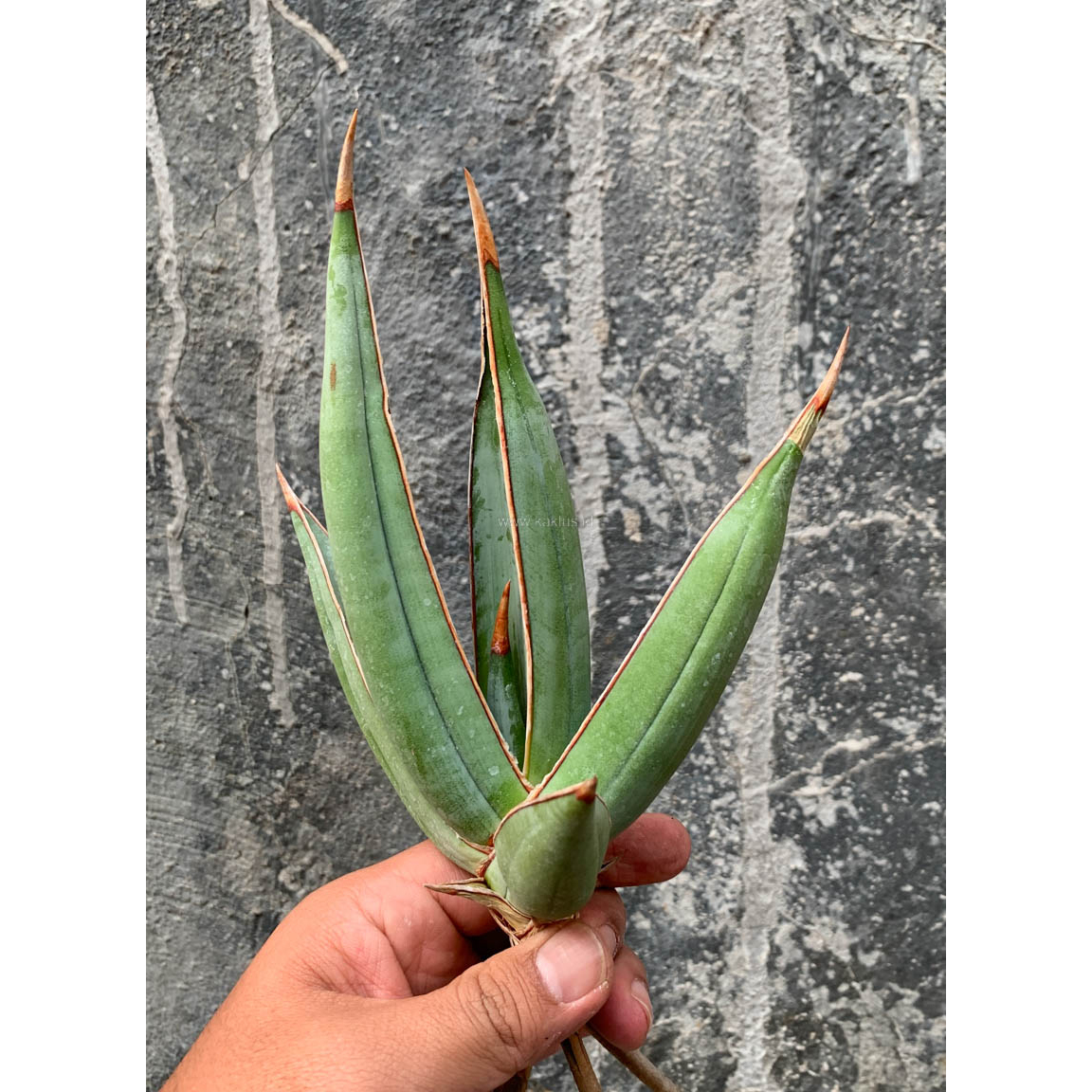 1193. Sansevieria Pinguicula Disticha - Image 8