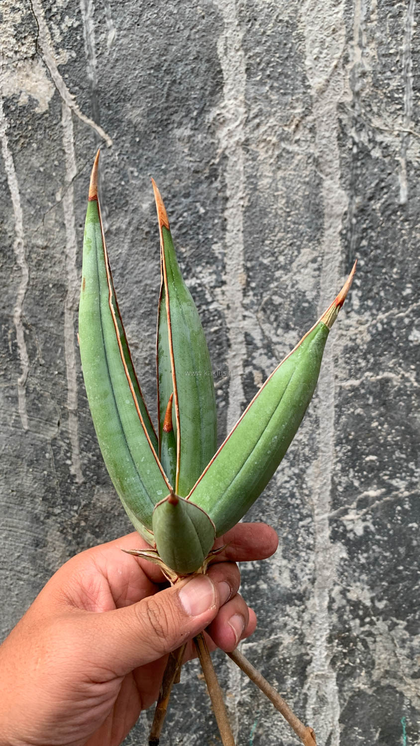 1193. Sansevieria Pinguicula Disticha - Image 6