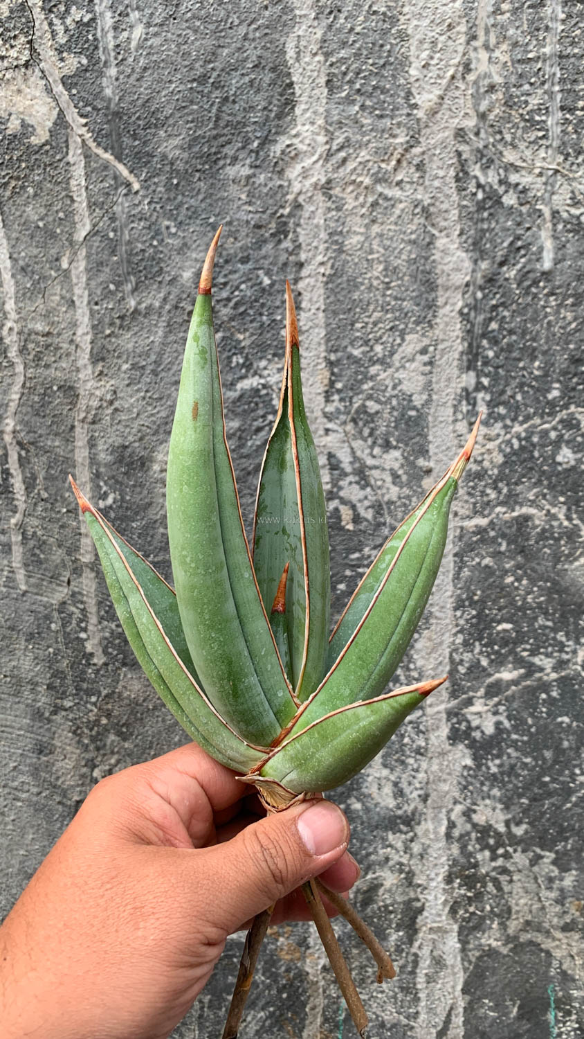 1193. Sansevieria Pinguicula Disticha - Image 4