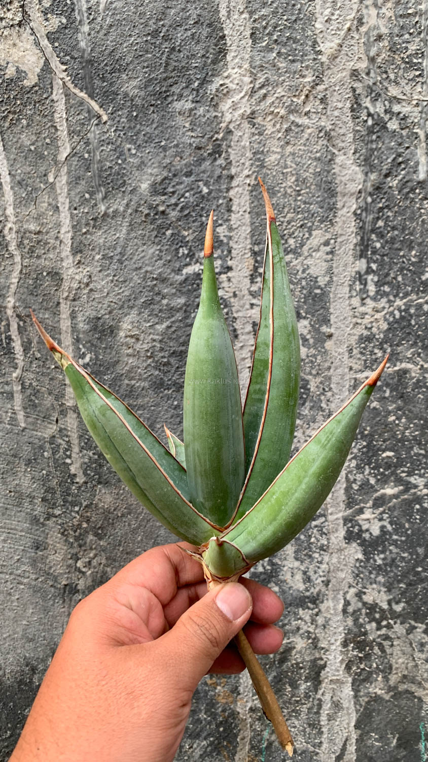1193. Sansevieria Pinguicula Disticha - Image 10