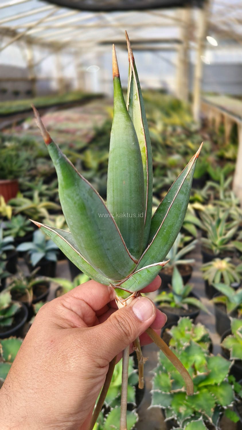 1193. Sansevieria Pinguicula Disticha - Image 5