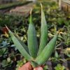 1193. Sansevieria Pinguicula Disticha