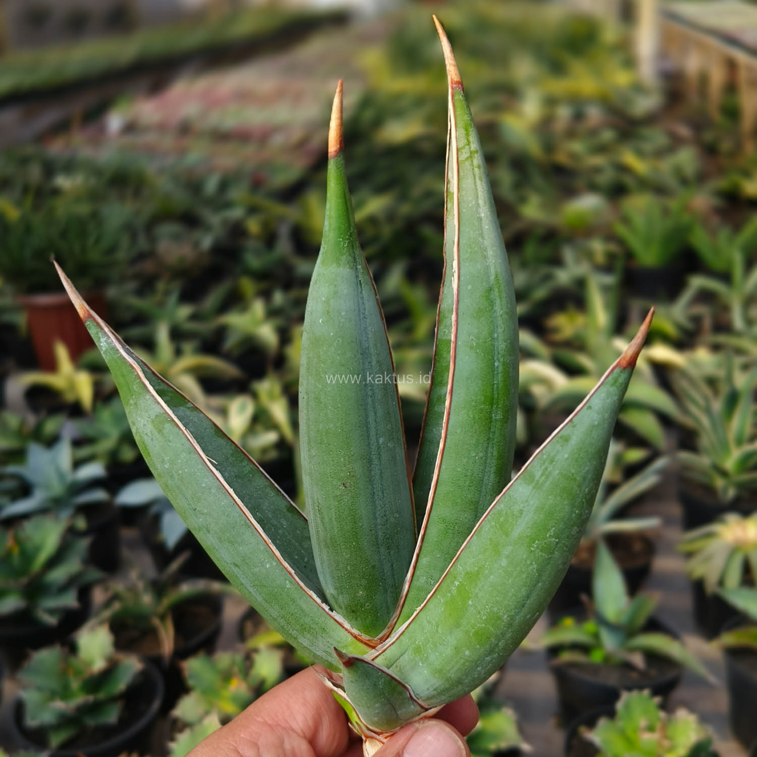 1193. Sansevieria Pinguicula Disticha