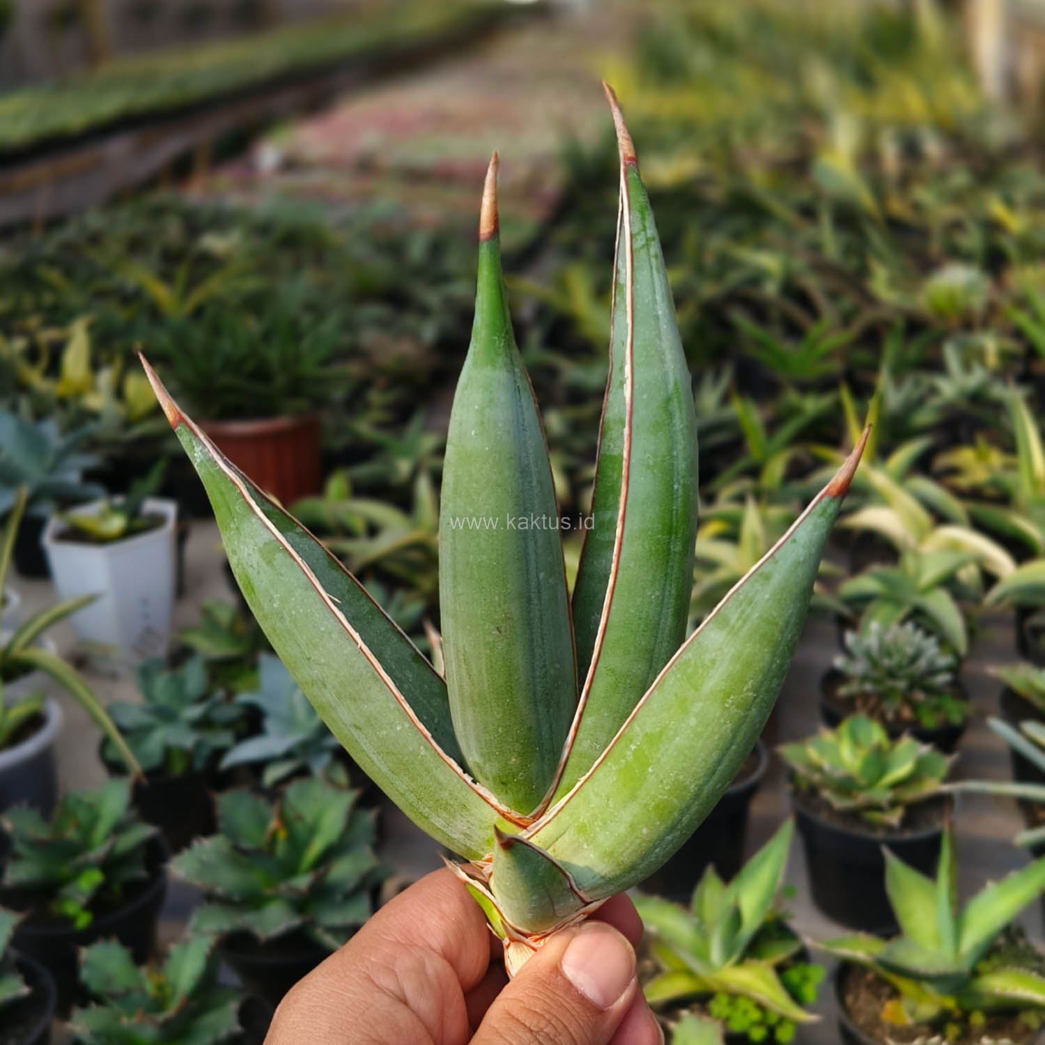 1193. Sansevieria Pinguicula Disticha - Image 7