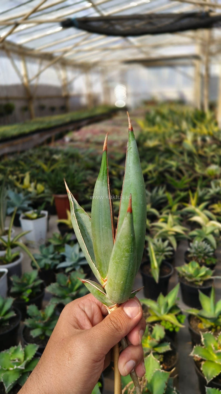 1193. Sansevieria Pinguicula Disticha - Image 9