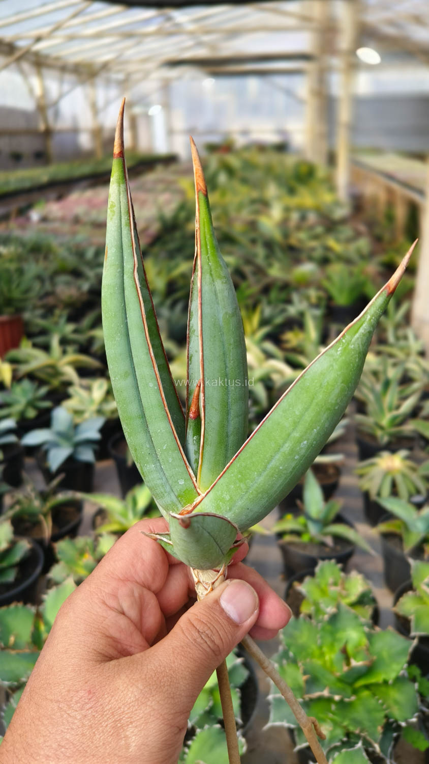 1193. Sansevieria Pinguicula Disticha - Image 3