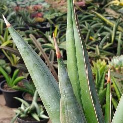 Alternative view of 1194. Sansevieria Pinguicula Disticha 30 Cm