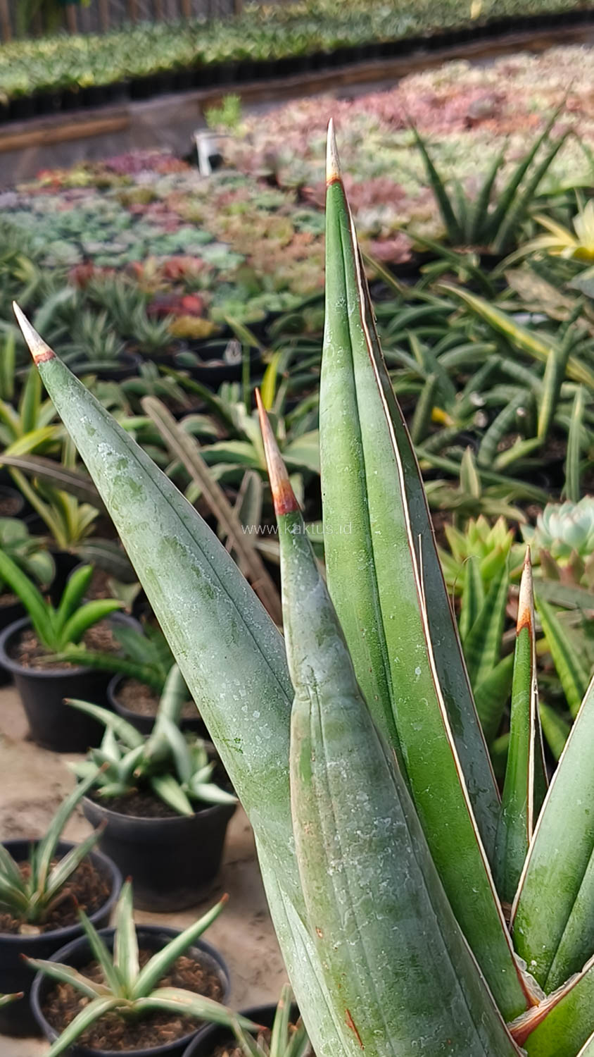 1194. Sansevieria Pinguicula Disticha 30 Cm - Image 2