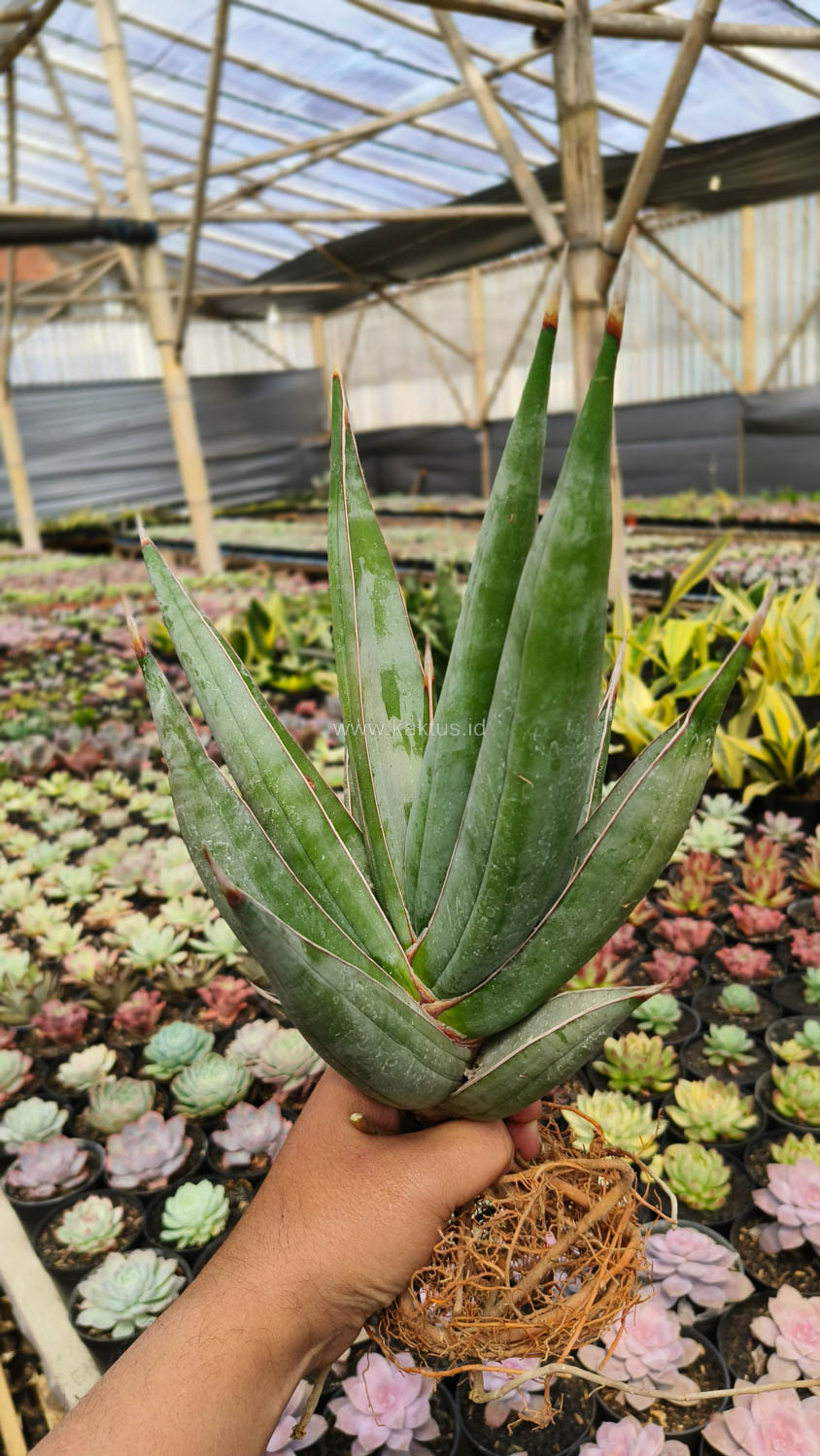 1194. Sansevieria Pinguicula Disticha 30 Cm - Image 4