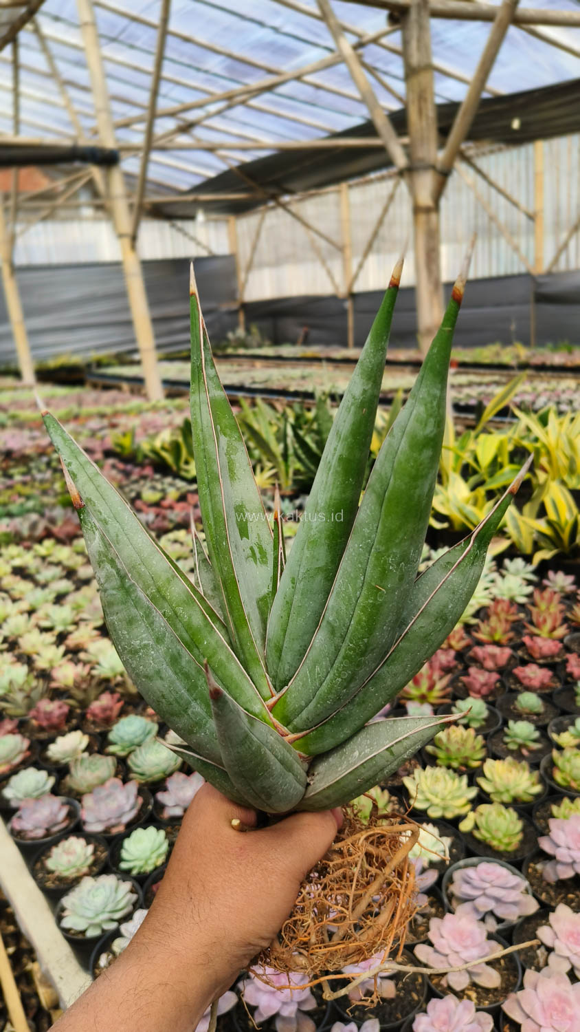 1194. Sansevieria Pinguicula Disticha 30 Cm - Image 5