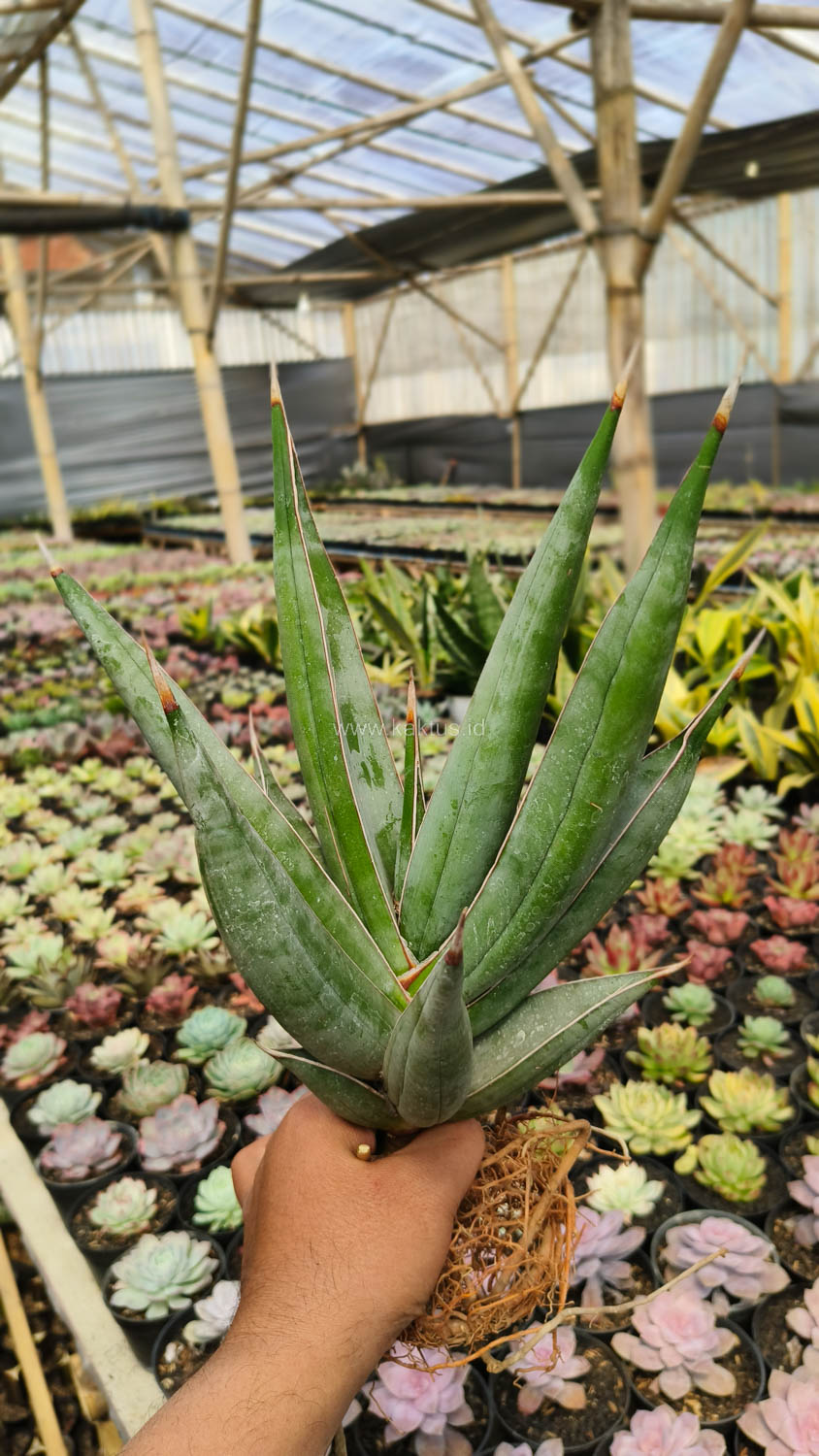 1194. Sansevieria Pinguicula Disticha 30 Cm - Image 6