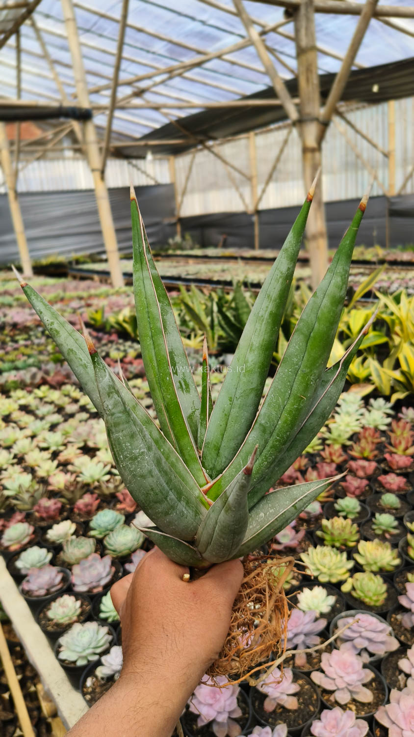 1194. Sansevieria Pinguicula Disticha 30 Cm - Image 7