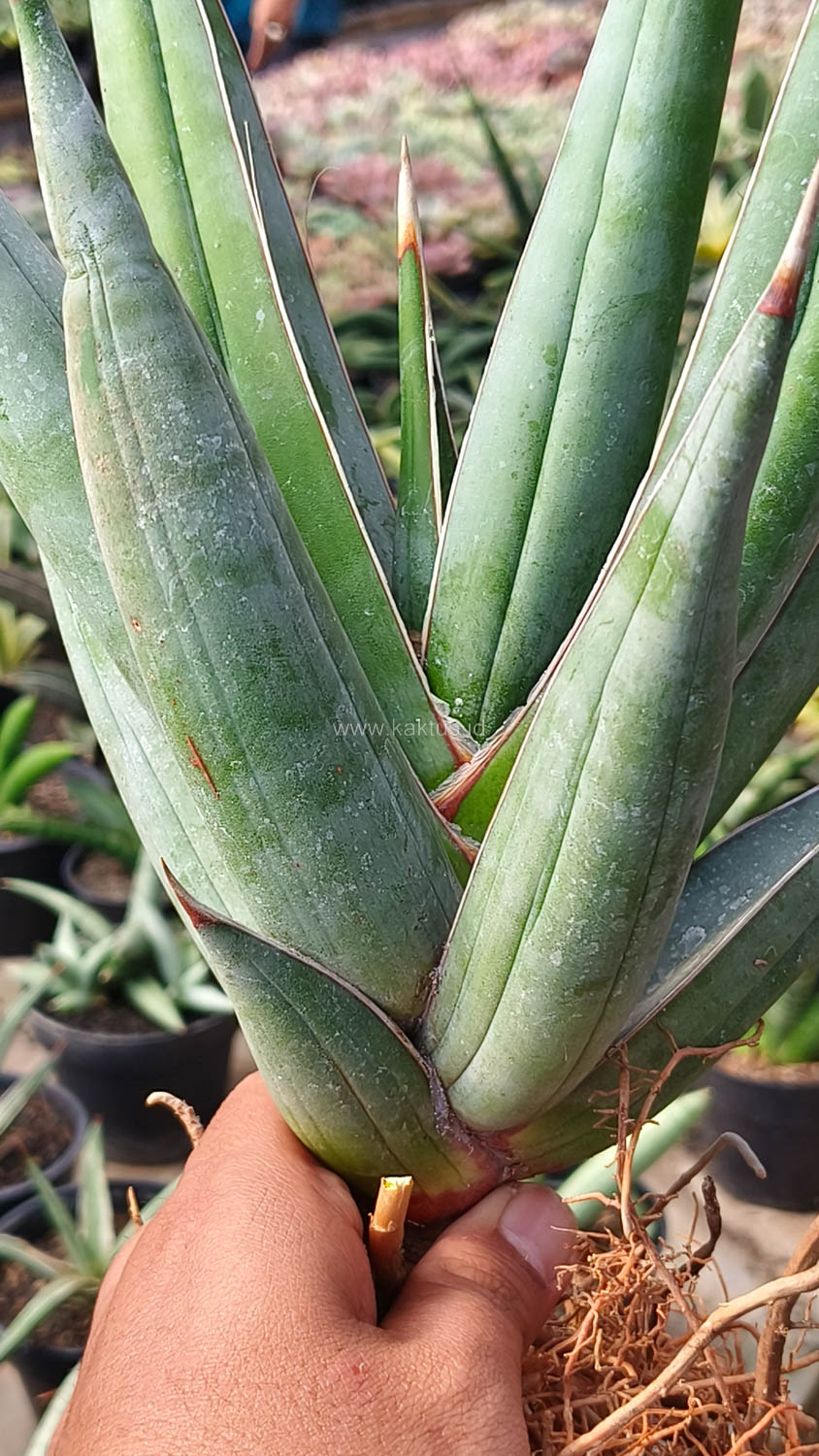 1194. Sansevieria Pinguicula Disticha 30 Cm - Image 3