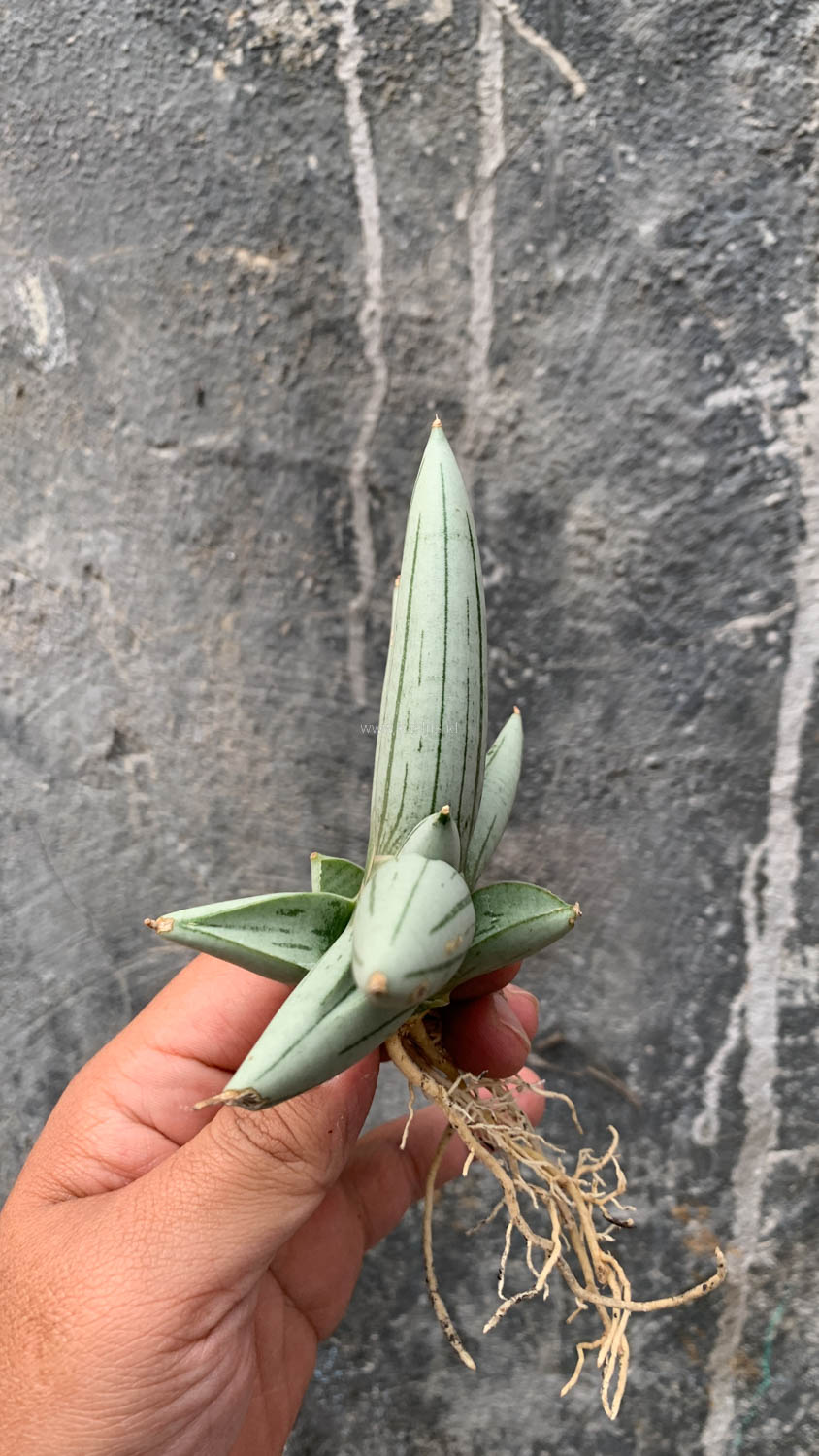 1195. Sansevieria White Rhino - Image 14