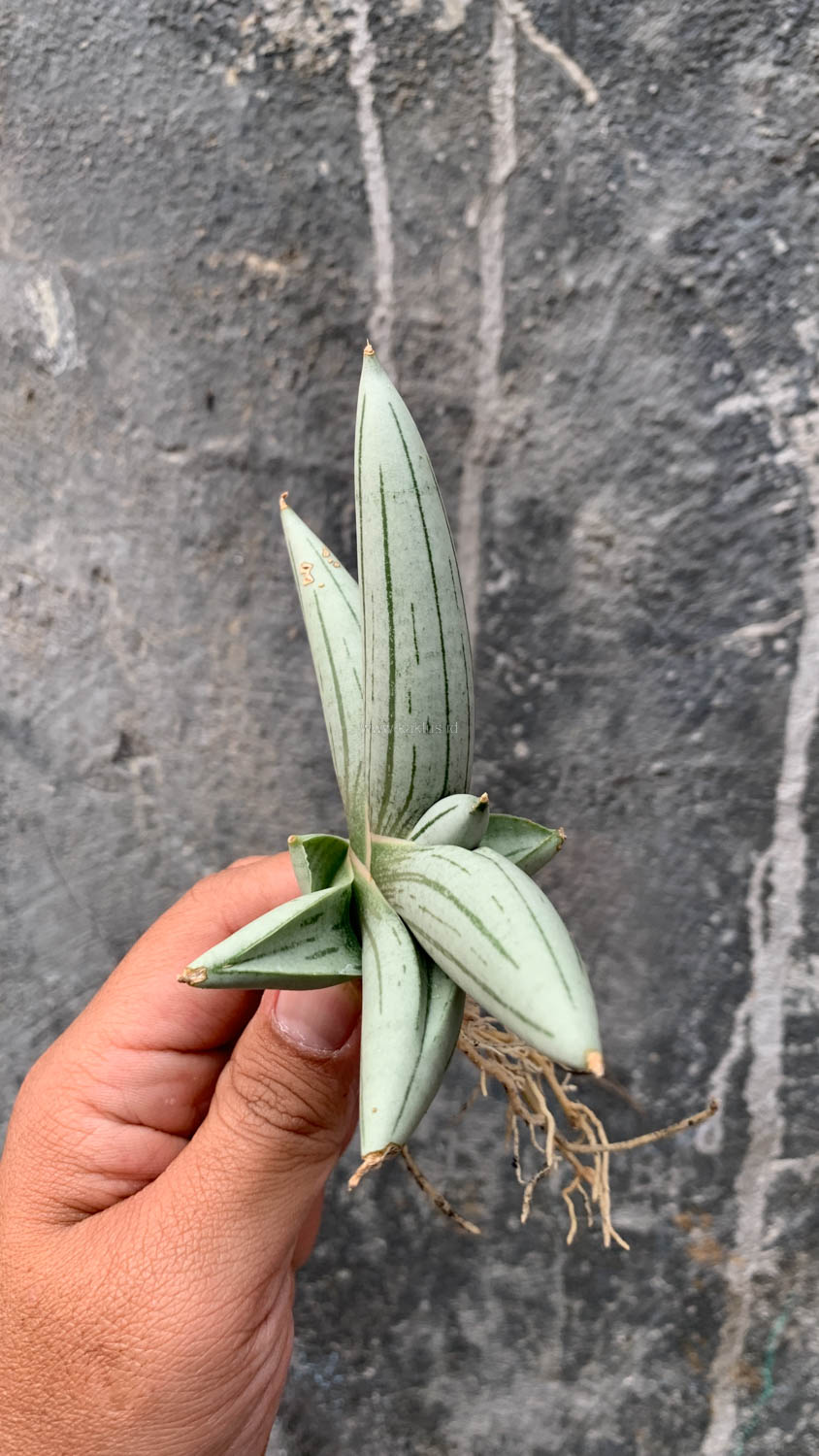 1195. Sansevieria White Rhino - Image 15