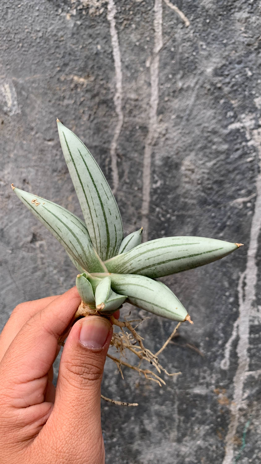1195. Sansevieria White Rhino - Image 2
