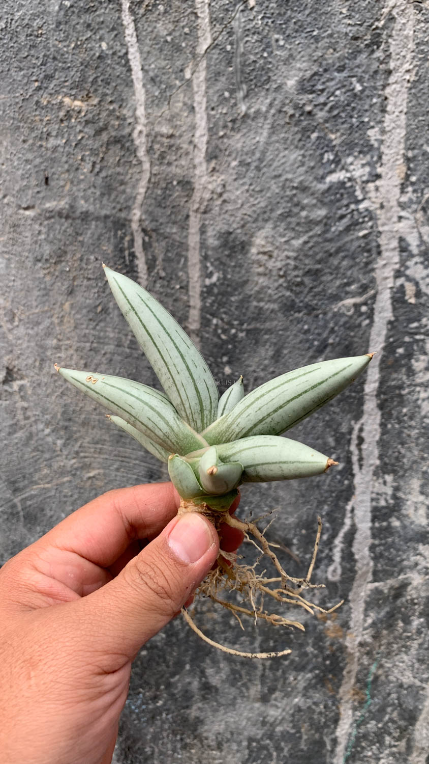 1195. Sansevieria White Rhino - Image 12