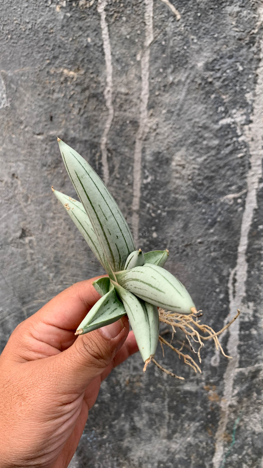 1195. Sansevieria White Rhino - Image 4
