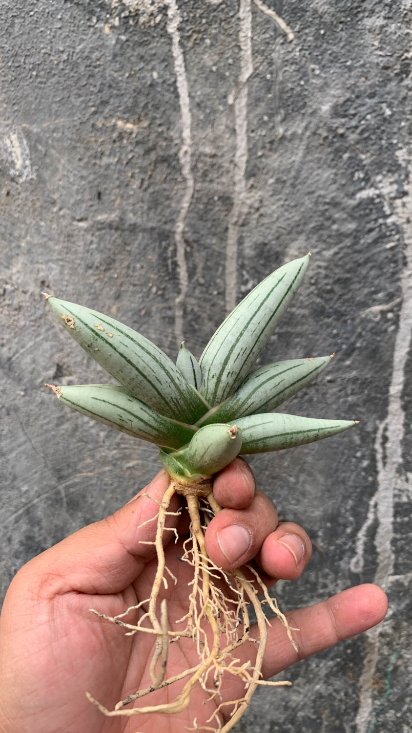 1195. Sansevieria White Rhino - Image 8