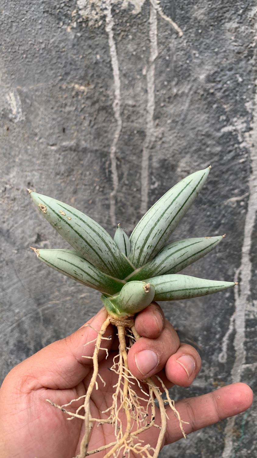 1195. Sansevieria White Rhino - Image 10