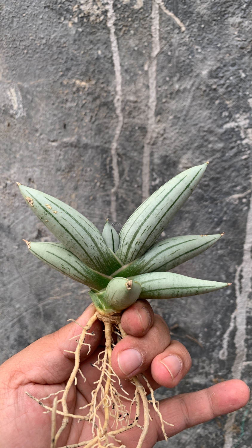 1195. Sansevieria White Rhino - Image 6
