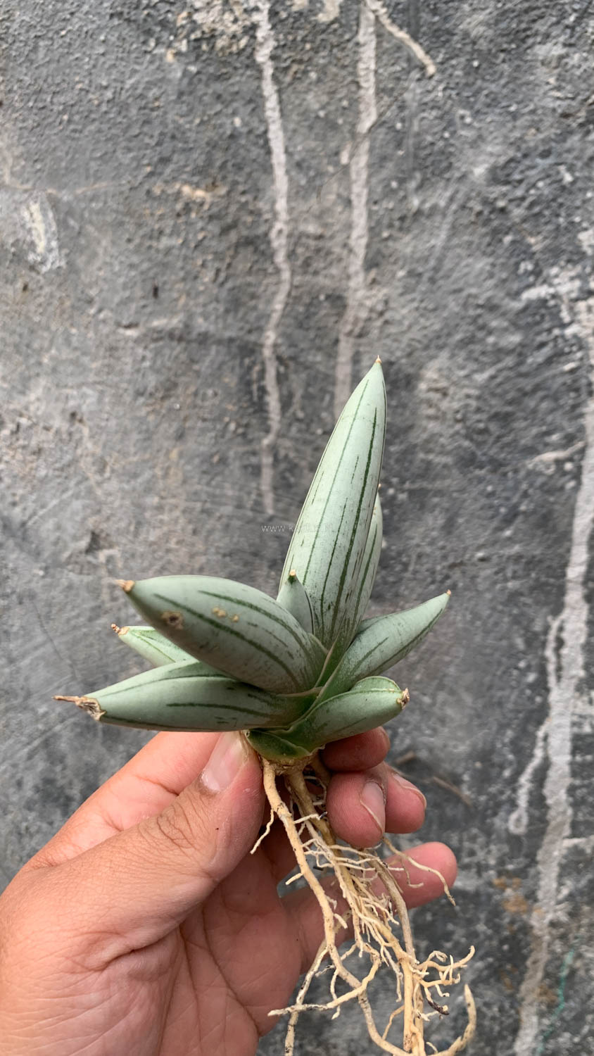 1195. Sansevieria White Rhino - Image 13