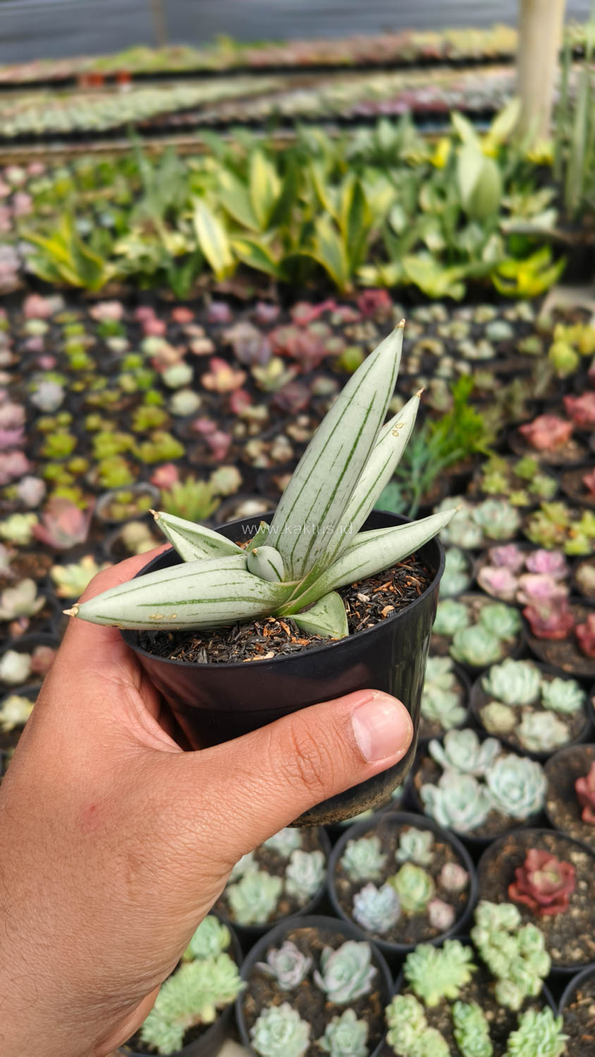 1195. Sansevieria White Rhino - Image 5