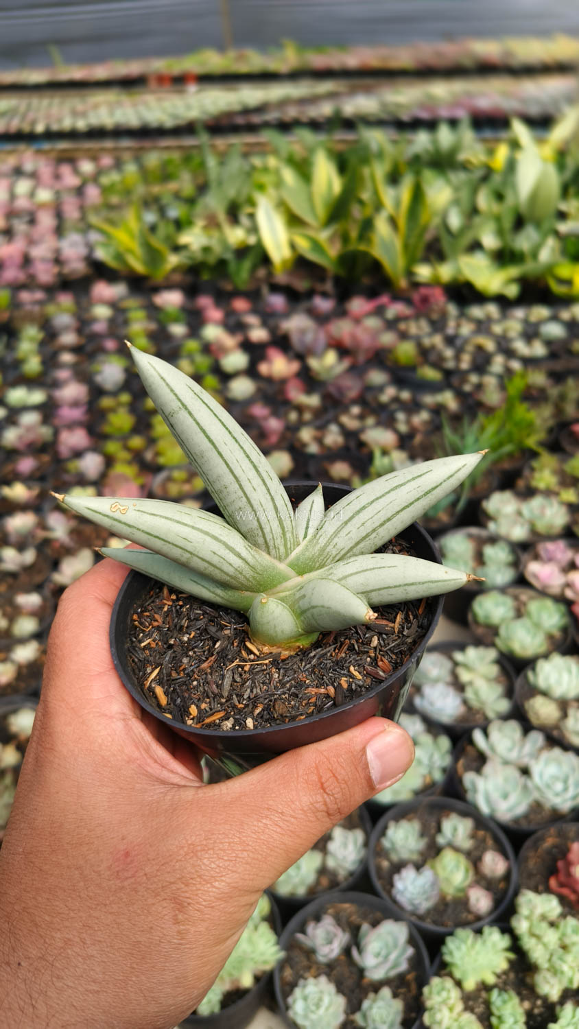 1195. Sansevieria White Rhino - Image 7