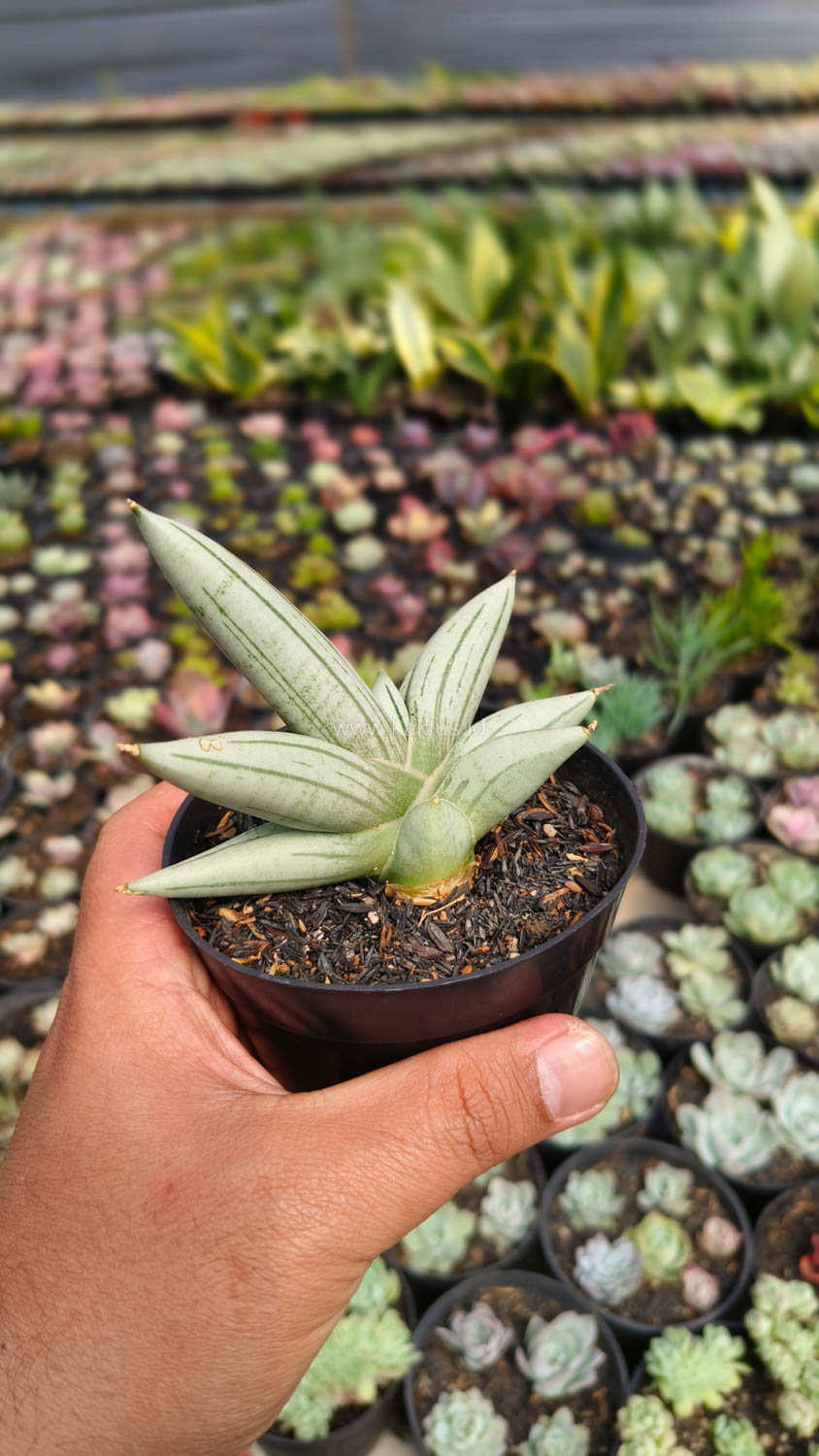 1195. Sansevieria White Rhino - Image 9