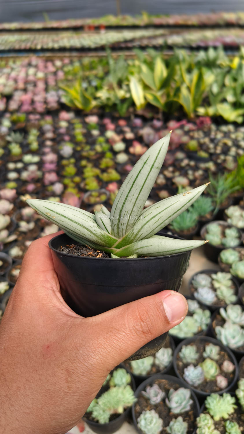 1195. Sansevieria White Rhino - Image 11