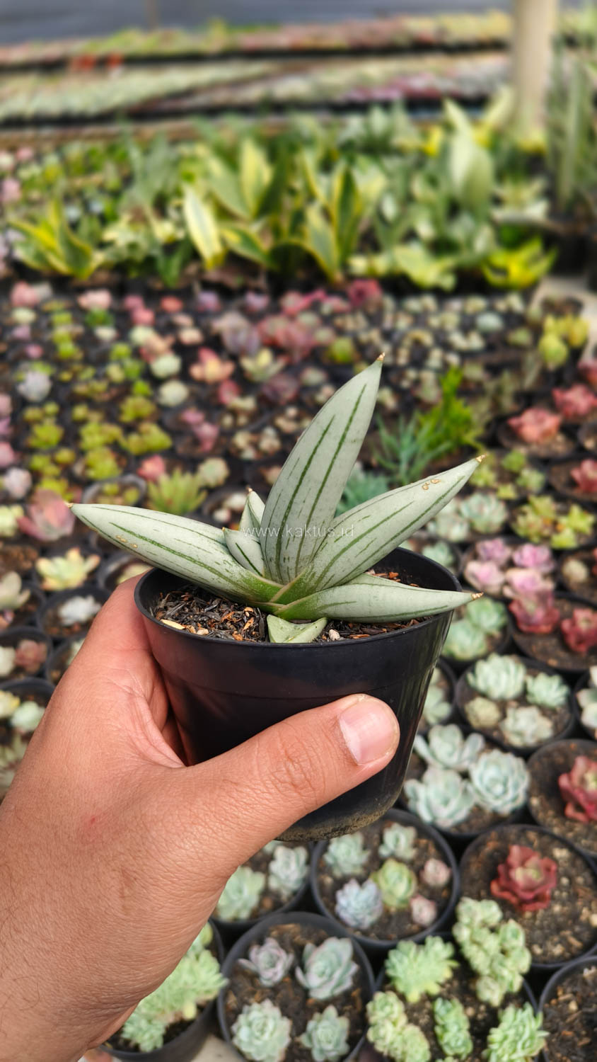 1195. Sansevieria White Rhino - Image 3
