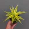 1197. Sansevieria Cordova Cream