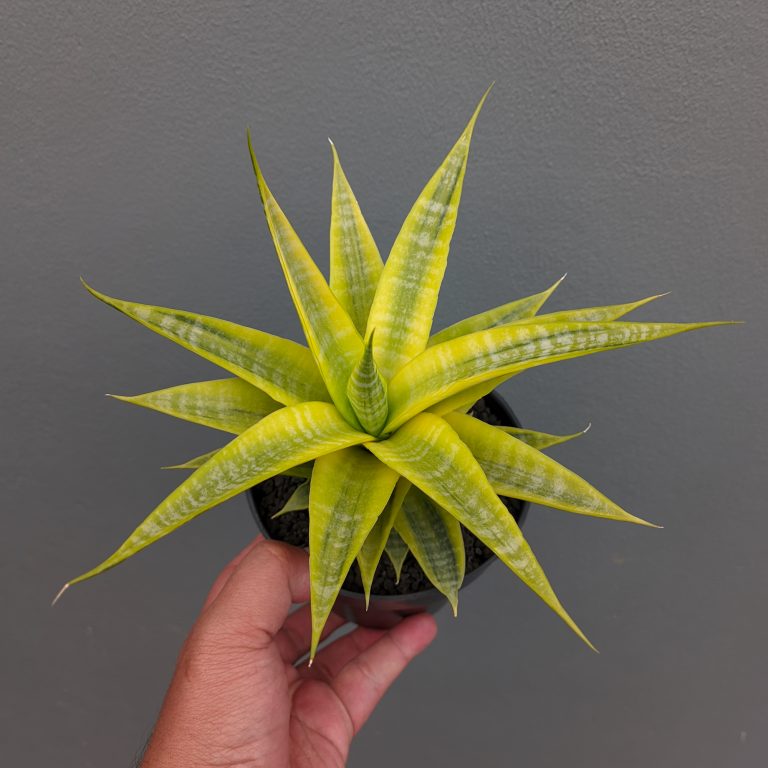 1197. Sansevieria Cordova Cream