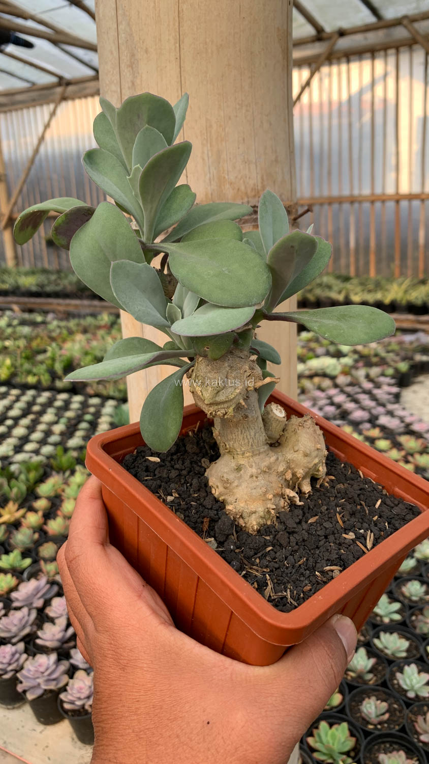 1198. Kleinia Grantii - Image 11