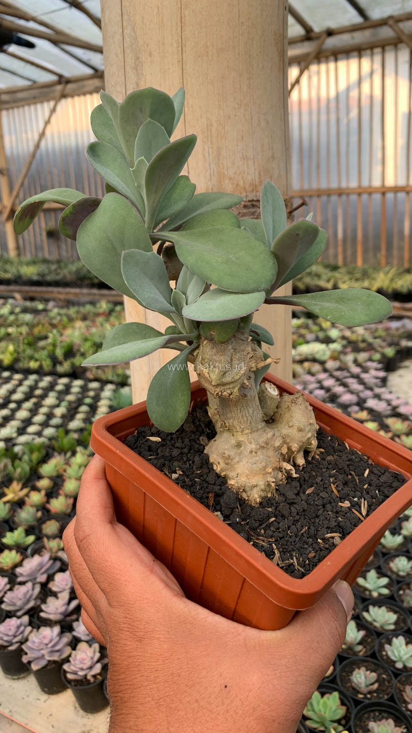 1198. Kleinia Grantii - Image 12